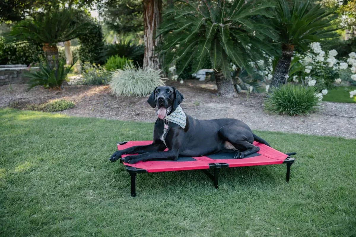 Lucky Dog Rectangular Red Polyester Orthopedic Dog Bed (Extra Large)