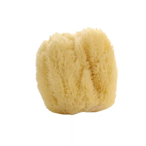 Natural Sea Sponge - Large